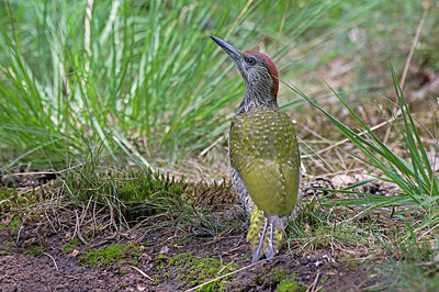 BUITEN BEELD Foto: 218875