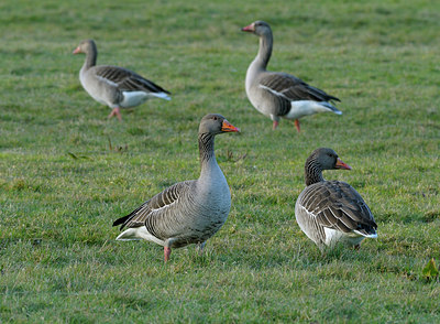 BUITEN BEELD Foto: 218878