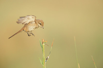 BUITEN BEELD Foto: 218912