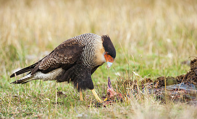 BUITEN BEELD Foto: 218935