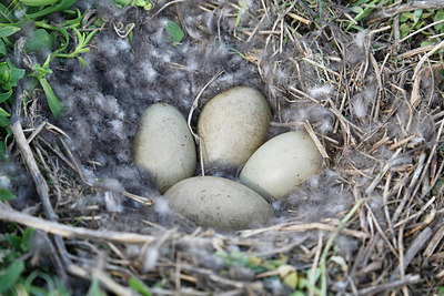 BUITEN BEELD Foto: 218963