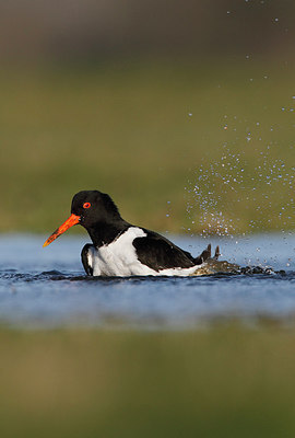 BUITEN BEELD Foto: 218968