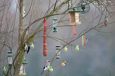 BUITEN BEELD Foto: 218971