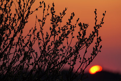 BUITEN BEELD Foto: 218980