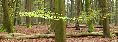 BUITEN BEELD Foto: 218984