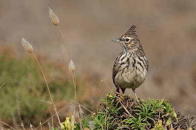 BUITEN BEELD Foto: 218989