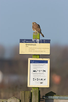 BUITEN BEELD Foto: 21011