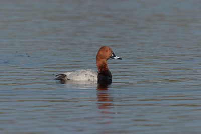 BUITEN BEELD Foto: 21021