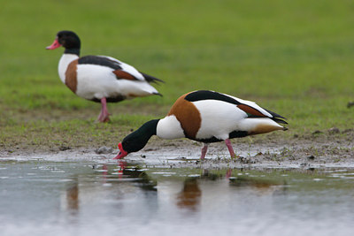 BUITEN BEELD Foto: 21026