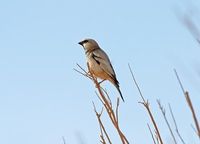 BUITEN BEELD Foto: 21039