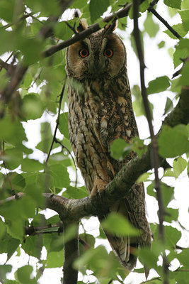 BUITEN BEELD Foto: 21042