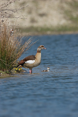 BUITEN BEELD Foto: 21052