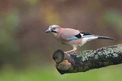 BUITEN BEELD Foto: 21060
