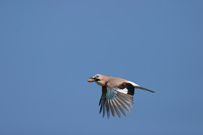BUITEN BEELD Foto: 21061