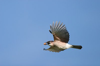 BUITEN BEELD Foto: 21062