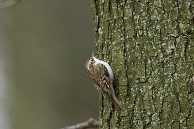 BUITEN BEELD Foto: 21065