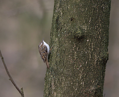 BUITEN BEELD Foto: 21066