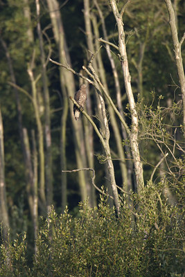 BUITEN BEELD Foto: 21075