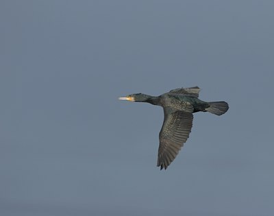BUITEN BEELD Foto: 21097