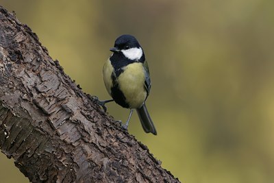 BUITEN BEELD Foto: 21155