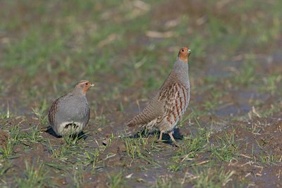 BUITEN BEELD Foto: 21160