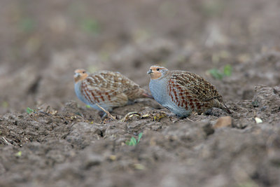 BUITEN BEELD Foto: 21162