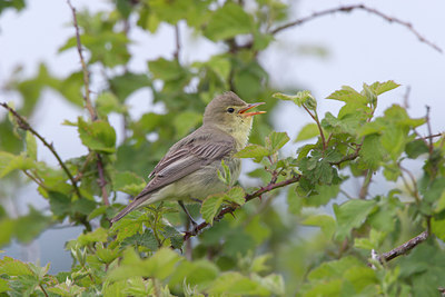 BUITEN BEELD Foto: 21182