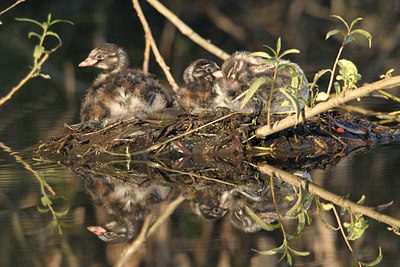BUITEN BEELD Foto: 21189
