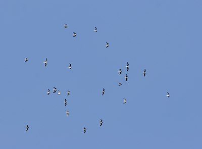 BUITEN BEELD Foto: 21195