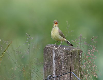 BUITEN BEELD Foto: 21208