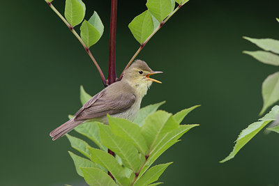 BUITEN BEELD Foto: 21210