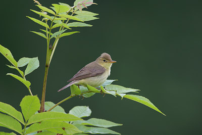 BUITEN BEELD Foto: 21211