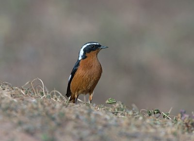BUITEN BEELD Foto: 21225