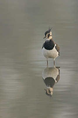 BUITEN BEELD Foto: 21231