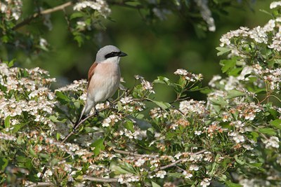 BUITEN BEELD Foto: 21241