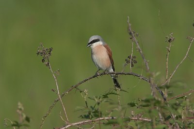 BUITEN BEELD Foto: 21242