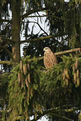 BUITEN BEELD Foto: 21244