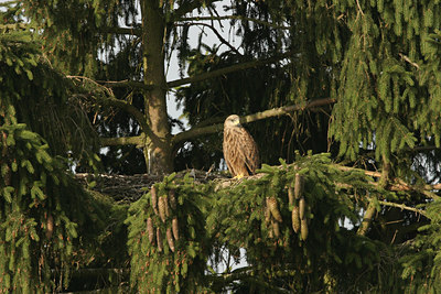 BUITEN BEELD Foto: 21245