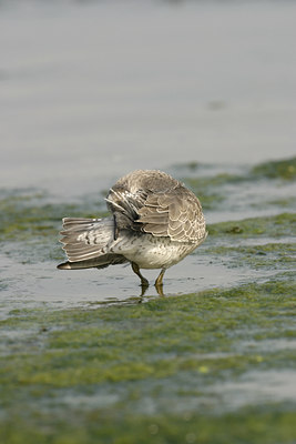 BUITEN BEELD Foto: 21248