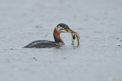 BUITEN BEELD Foto: 21252