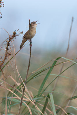 BUITEN BEELD Foto: 21266