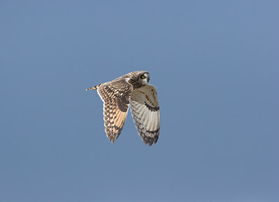 BUITEN BEELD Foto: 21268
