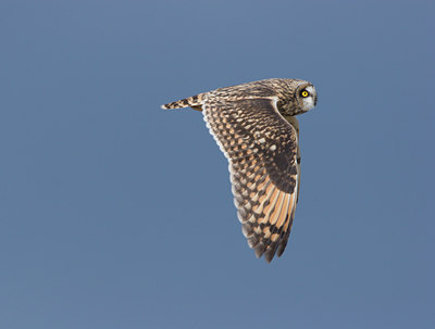 BUITEN BEELD Foto: 21269