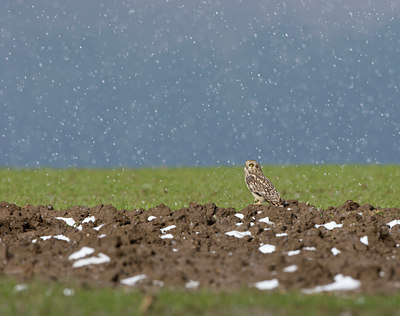 BUITEN BEELD Foto: 21271