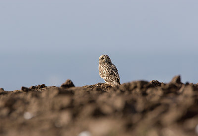 BUITEN BEELD Foto: 21273