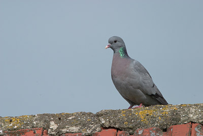 BUITEN BEELD Foto: 21298