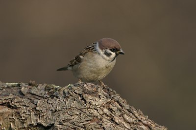 BUITEN BEELD Foto: 21308