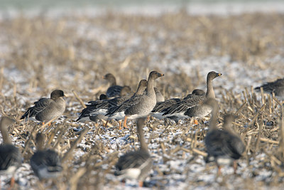 BUITEN BEELD Foto: 21310