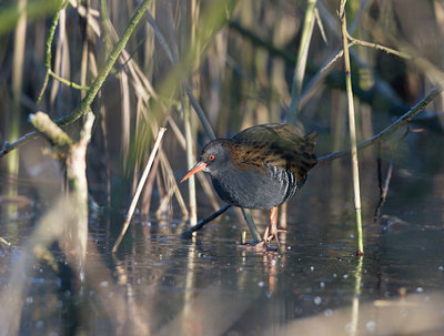 BUITEN BEELD Foto: 21313