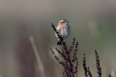 BUITEN BEELD Foto: 21317